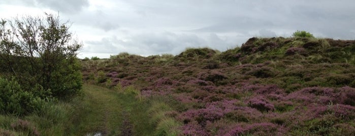 Rozenlaantje is one of Terschelling Great Nature Spots.