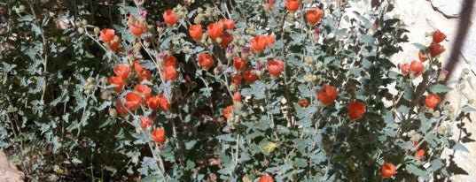 Lady Bird Johnson Wildflower Center is one of Austin.