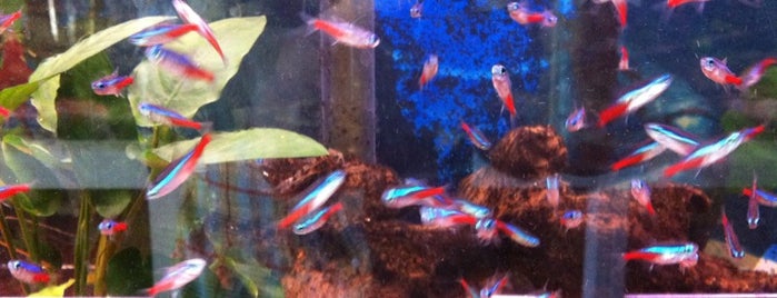 Little Amazon Fish & Pet is one of Must Visit.