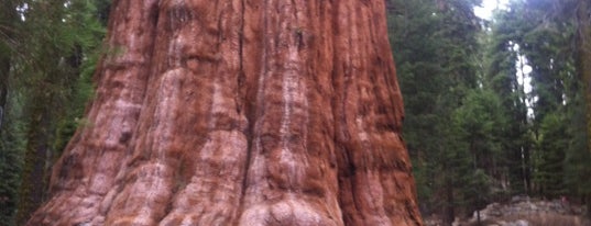 General Sherman Tree is one of Places to See.