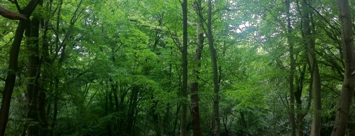 Epping Forest is one of Orte, die Lisa gefallen.