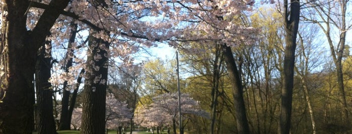 High Park Cherry Blossoms is one of Toronto.