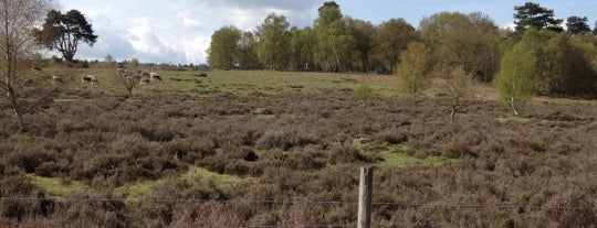 Sherwood Forest National Nature Reserve is one of East Midlands trip.