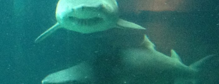 New York Aquarium is one of Estados Juntos!.