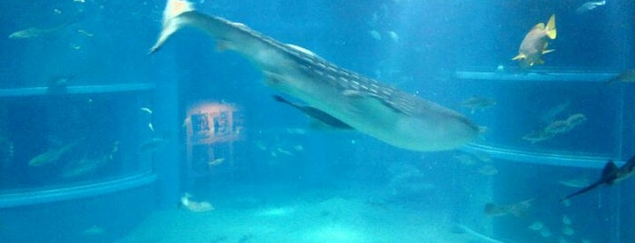 Osaka Aquarium Kaiyukan is one of Museums I'd like to visit.