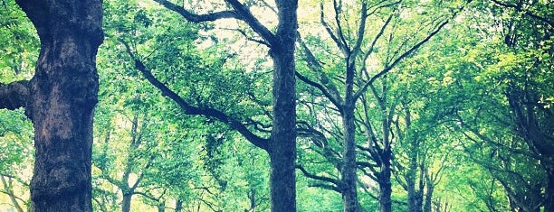 Green Park is one of London // Outdoors.