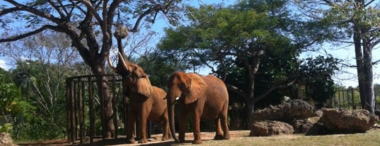 African Elephants is one of สถานที่ที่ Miriam ถูกใจ.