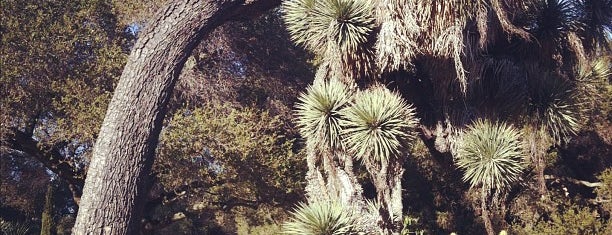 Arizona Cactus Garden is one of Slummin' in the South Bay.