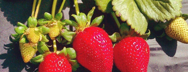 Tanaka Farms is one of The 15 Best Places for Strawberries in Irvine.