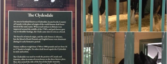 Li'l Clydes - Busch Gardens is one of Posti che sono piaciuti a Lizzie.