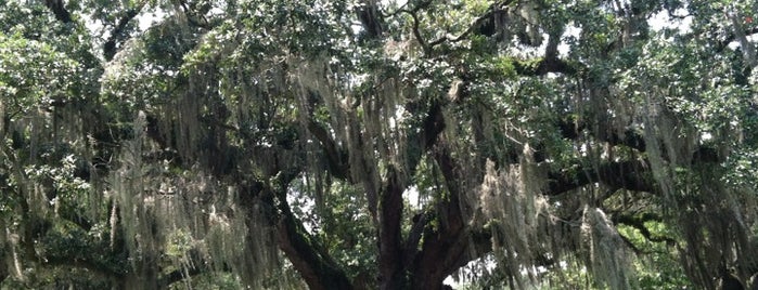 New Orleans City Park is one of New Orlean Bests.