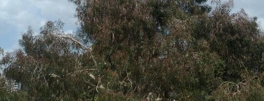 A-bombed Eucalyptus Tree is one of 忘れてはいけない……未来に伝えるべき負の遺産･出来事.