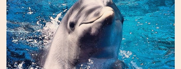 Dolphin Nursery is one of Lugares favoritos de Lizzie.