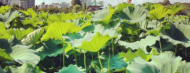 Shinobazu Pond is one of Lugares favoritos de Ryadh.