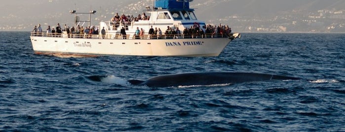 Dana Wharf Whale Watching is one of Tempat yang Disimpan 365CheapDates.com.
