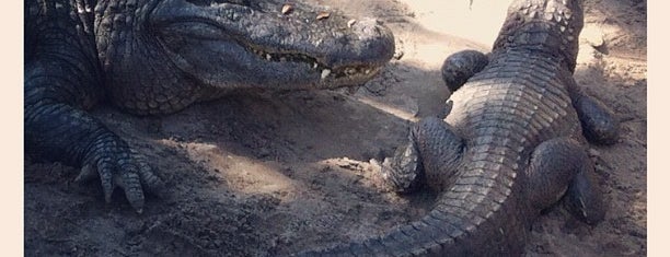 St. Augustine Alligator Farm is one of Places I want to visit~.