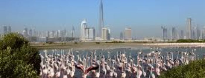 Ras Al Khor Wildlife Sanctuary محمية راس الخور is one of Dubai.