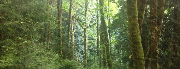 Forest Park - Wildwood Trail is one of Portland List.