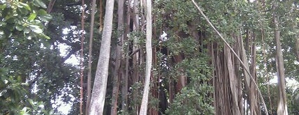 Bany Tree is one of kuramathi island resort.