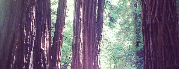 Muir Woods National Monument is one of San Francisco Tourists' Hits.