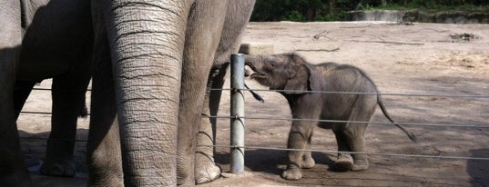 Tierpark Hagenbeck is one of Best of Hamburg.