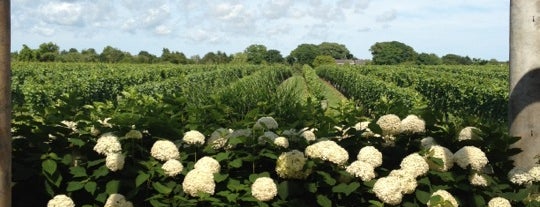 Wölffer Estate Vineyards is one of The Hamptons.