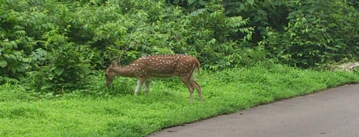 Sanjay Gandhi National Park is one of Mumbai.