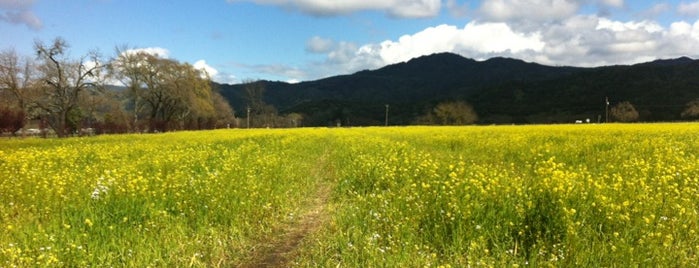 That Mustard Field is one of California 2020.
