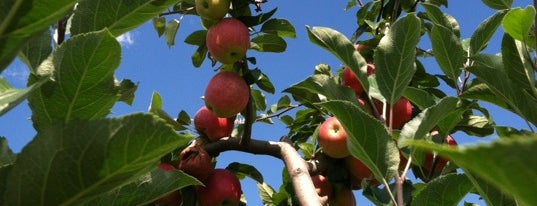 Johnson's Corner Farm is one of Excellent Farms for Apple Picking.
