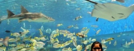 Manila Ocean Park is one of It more fun in the PHILIPPINES! :D.