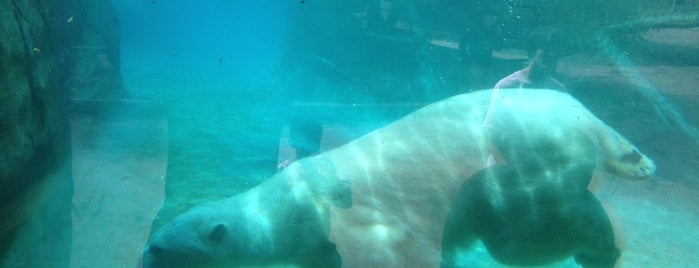 Polar Bear is one of The Zoo!!.