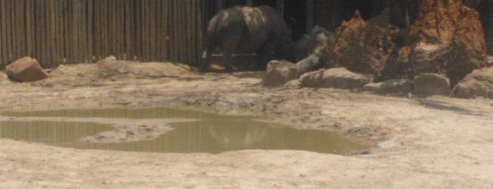 White Rhinoceros Exhibit @ Houston Zoo is one of The 15 Best Zoos in Houston.