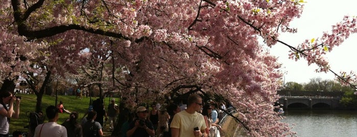 National Cherry Blossom Festival is one of Things To Do with the Family.