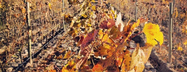 Bodega Vistandes is one of Mendoza: Bodegas y Viñedos.