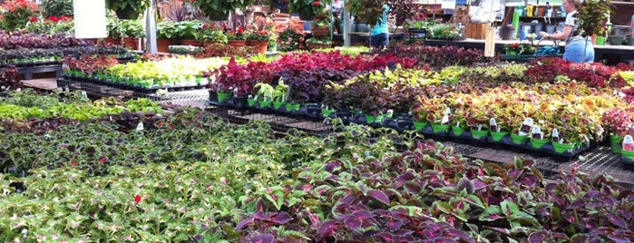 Tonkadale Greenhouses is one of Tempat yang Disukai Elizabeth.