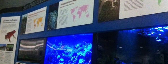 SFO Aquarium is one of To keep in mind.