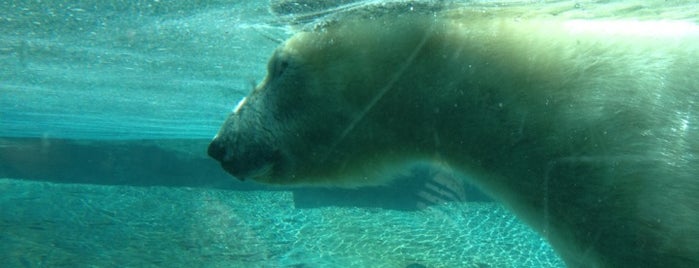 Polar Bear Plunge is one of Tempat yang Disukai Chris.