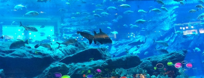 Dubai Aquarium is one of Places.