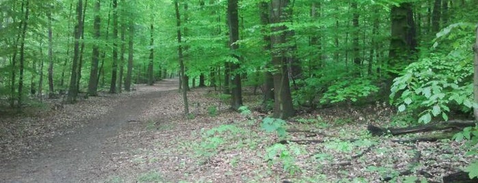 Forst Grunewald is one of Berlin & Umgebung.