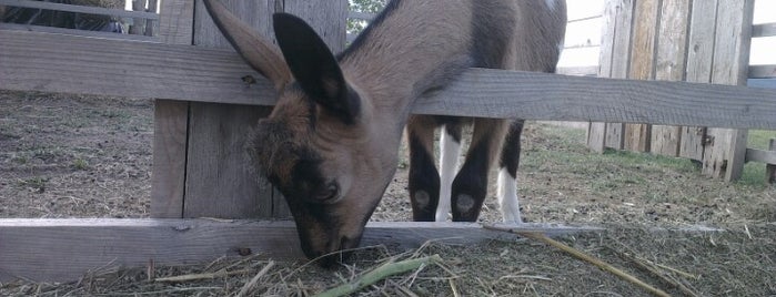 Kékkúti Kecskefarm is one of Ábrahámhegy környékén.