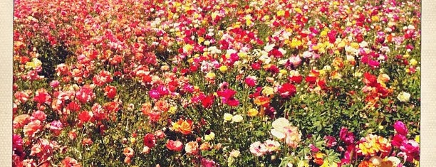 The Flower Fields is one of Armstrong Garden Centers.