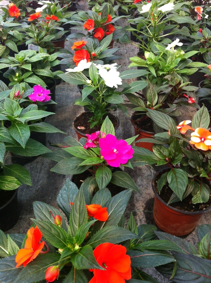 flower-shop