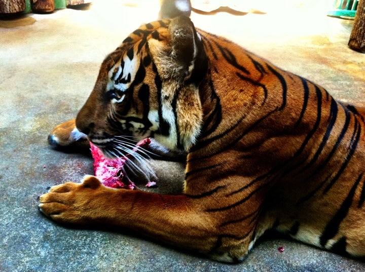 zoo