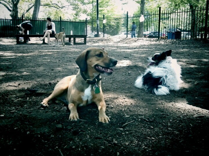 dog-run
