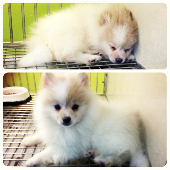 pet-store