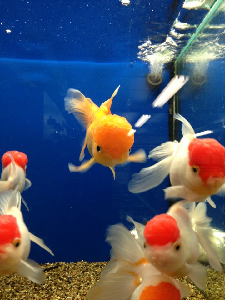 pet-store