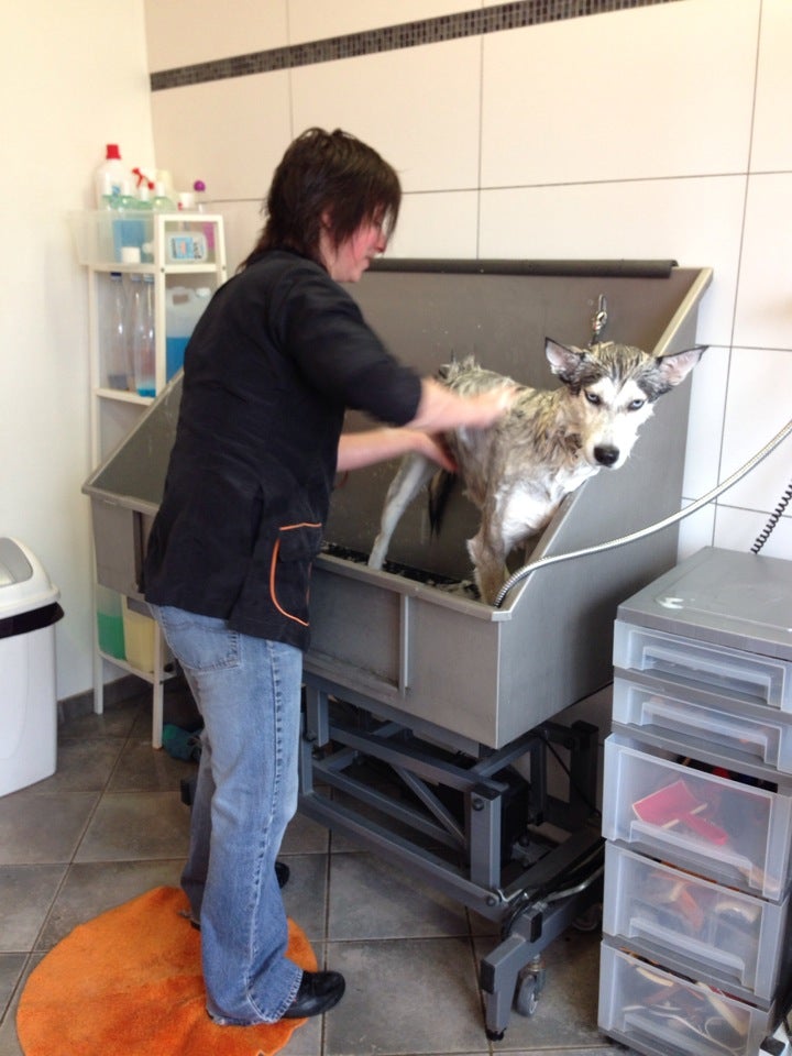pet-service