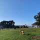 The 15 Best Dog Parks in San Francisco