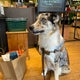 The 13 Best Pet Supplies Stores in Seattle