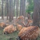 Орловское Полесье с палатками